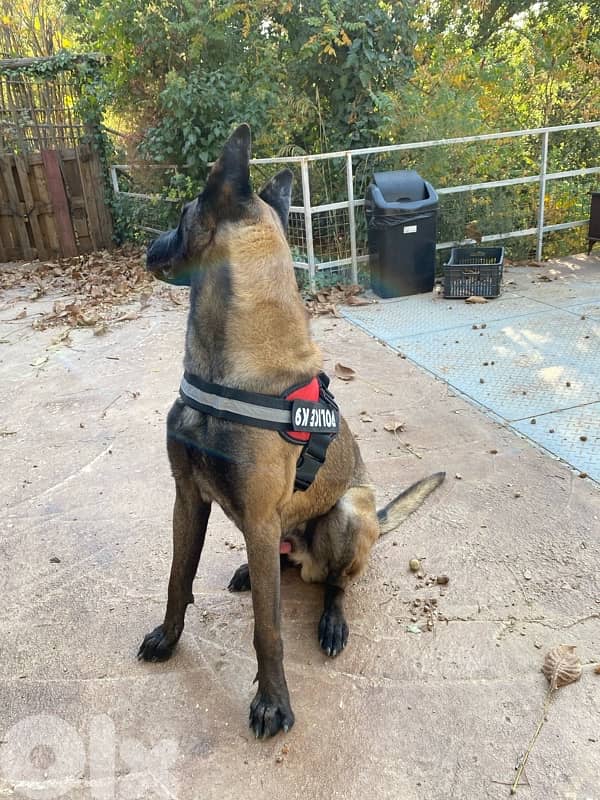 pure male for sale 1