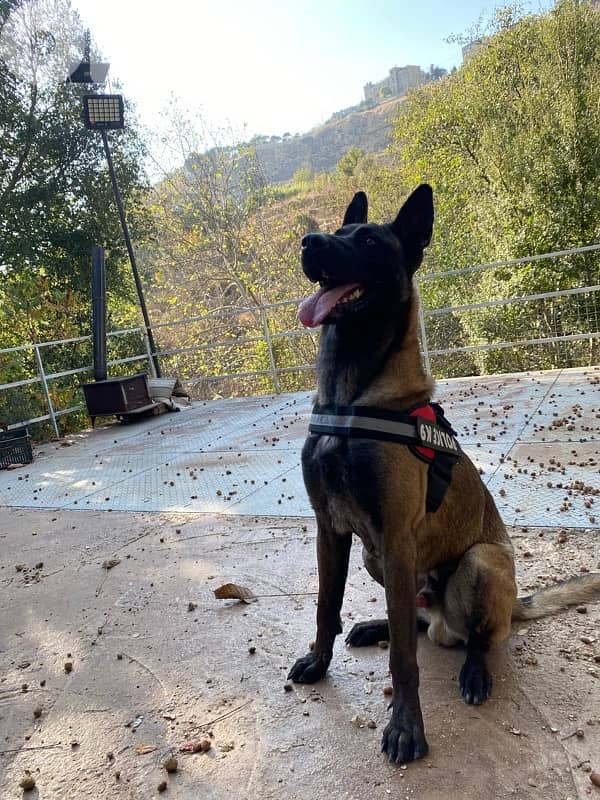 pure male for sale 2