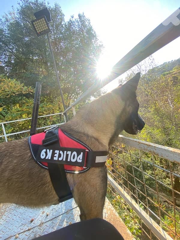 pure male for sale 4