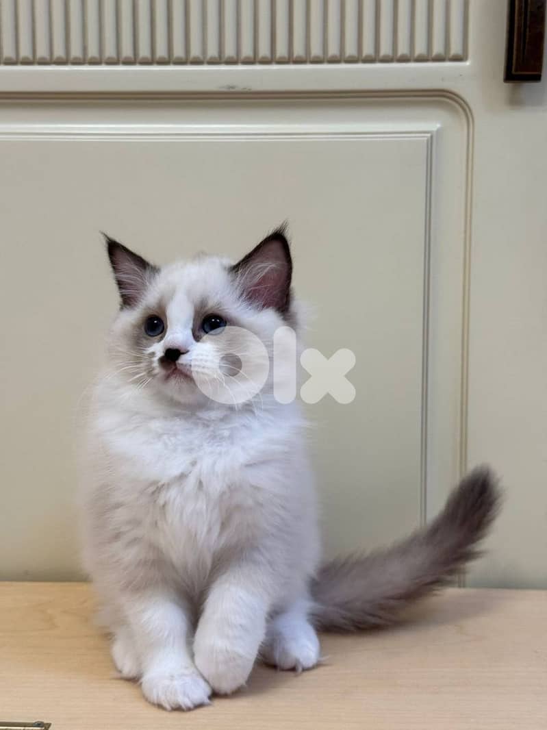 Adorable Ragdoll kittens For Adoption 0