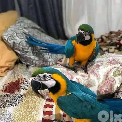 Adorable Blue and Gold Macaw Parrots