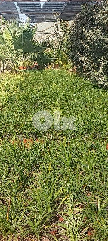 phoenix roebelleni  روبيليني