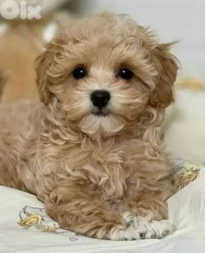maltipoo