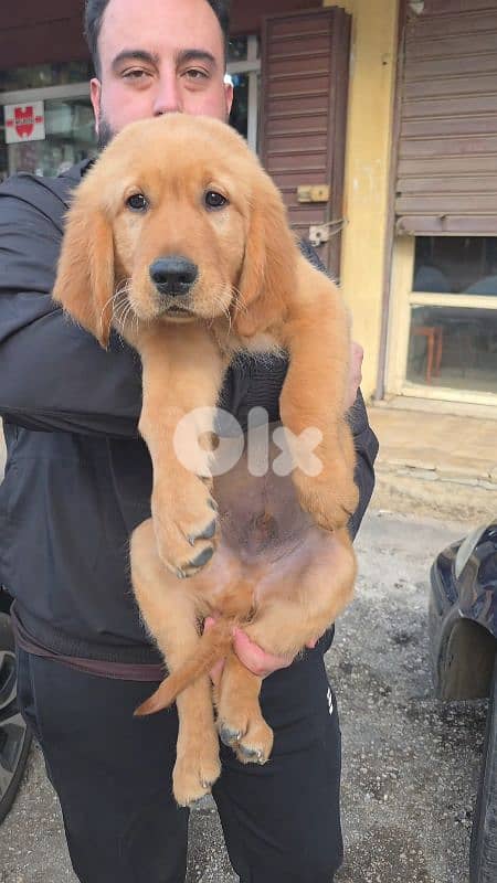 Golden retriever 0
