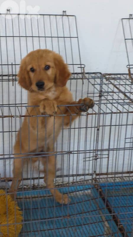 Golden retriever 2