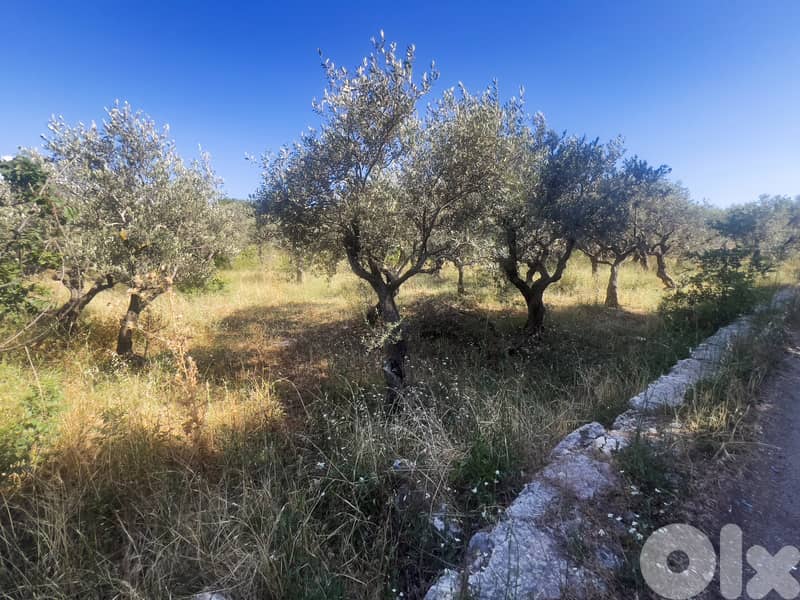Hot Deal Land in Hamat near Batroun -  أرض مميزة في حامات 1