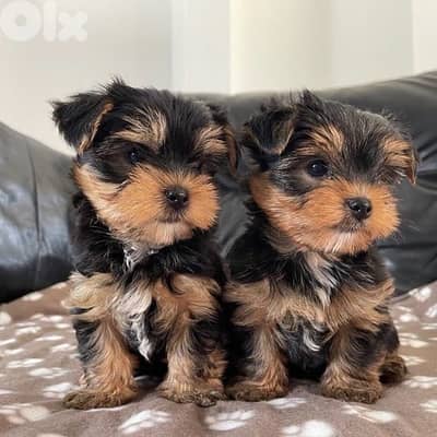 yorkshire puppy imported