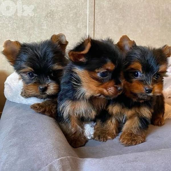 yorkie mini yorkshire imported 0
