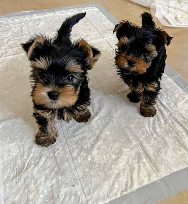 Smallest Yorkshire imported 0