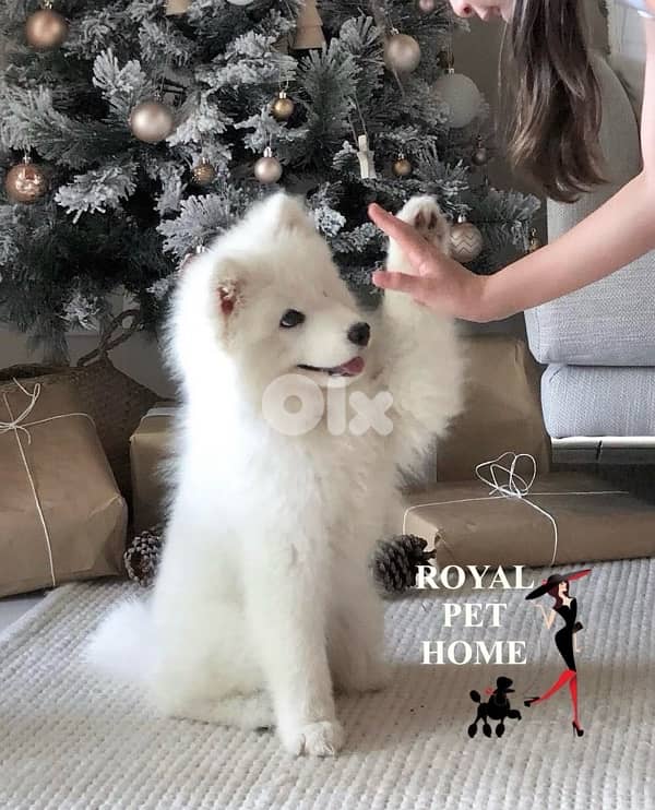 Samoyed Puppy cuteness 0