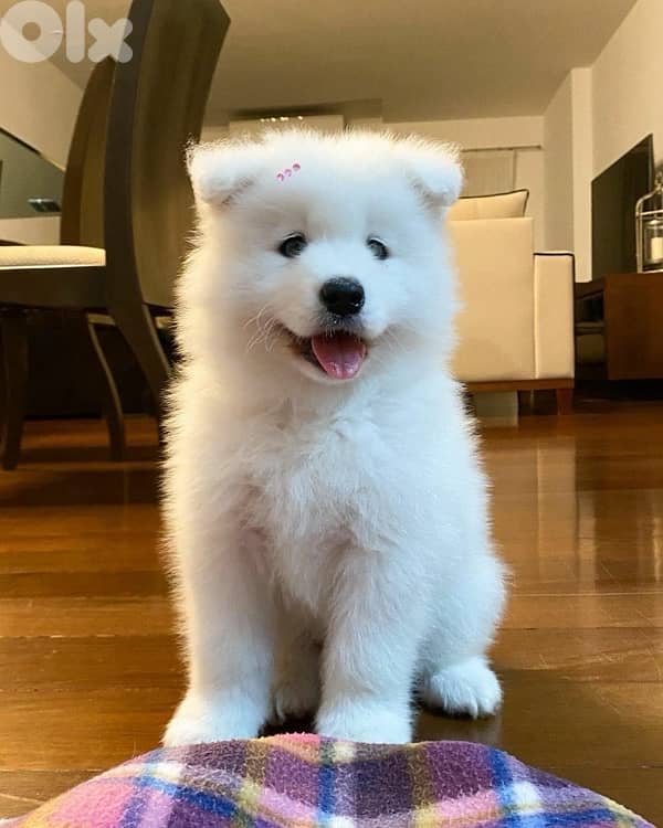 SAMOYED puppy SMARTEST 0