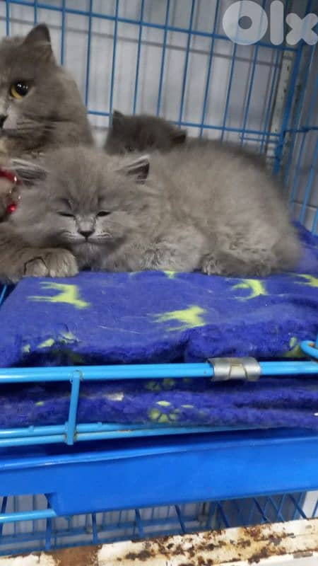 أحلى الأسعار 0