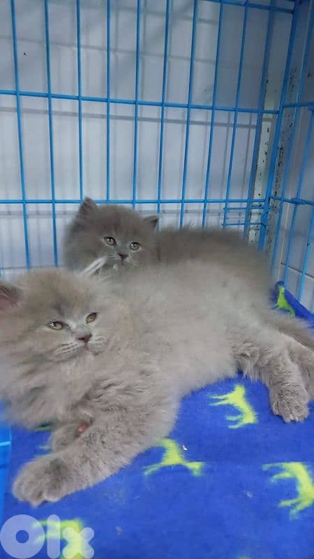 أحلى الأسعار 1