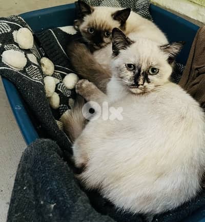 مطعمين  انثى و ذكر