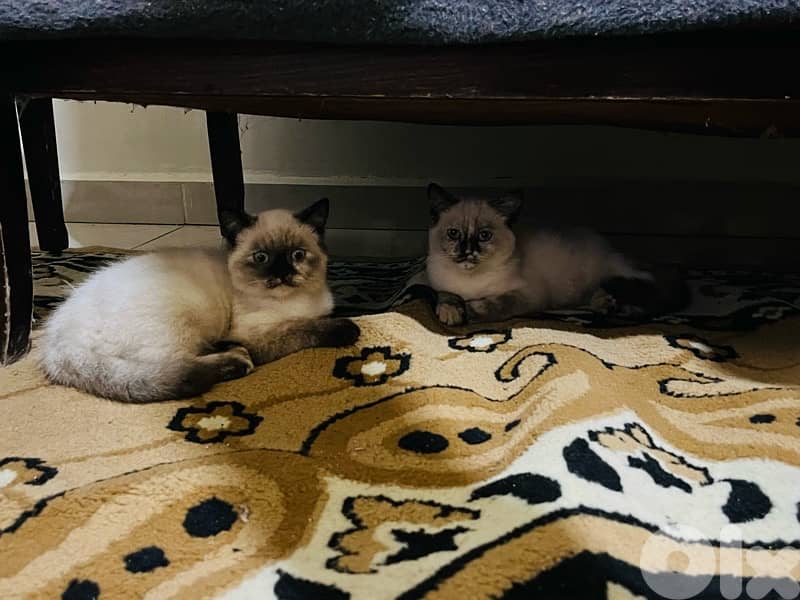 مطعمين  انثى و ذكر 1