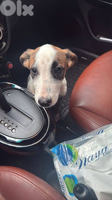 Jack russel terrier mix for adoption 0