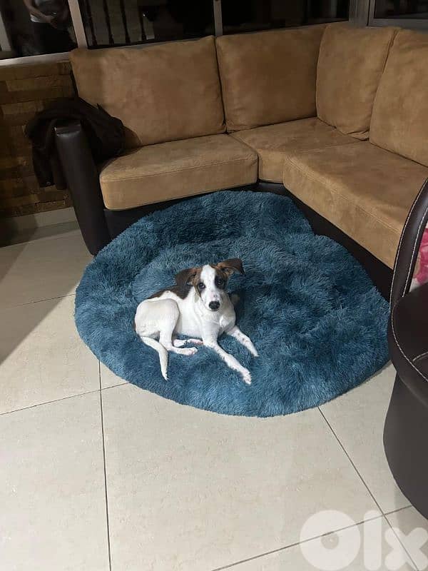 Jack russel terrier mix for adoption 1