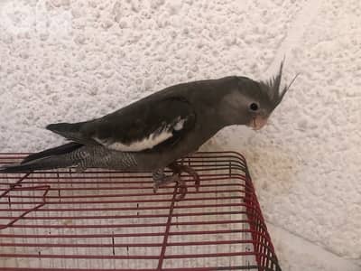 كروانات جوز وايت فيس مخاليف مفطومين وعاقلين كتير