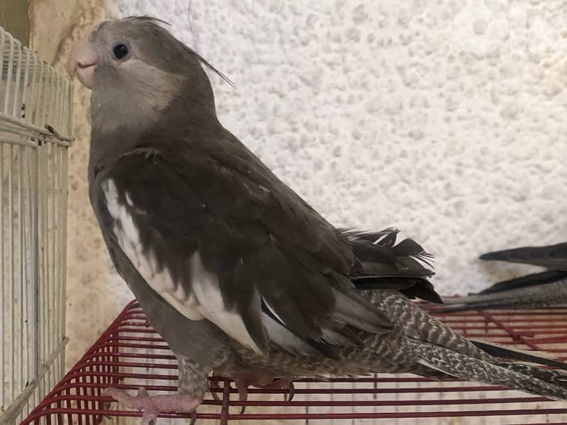 كروانات جوز وايت فيس مخاليف مفطومين وعاقلين كتير 1