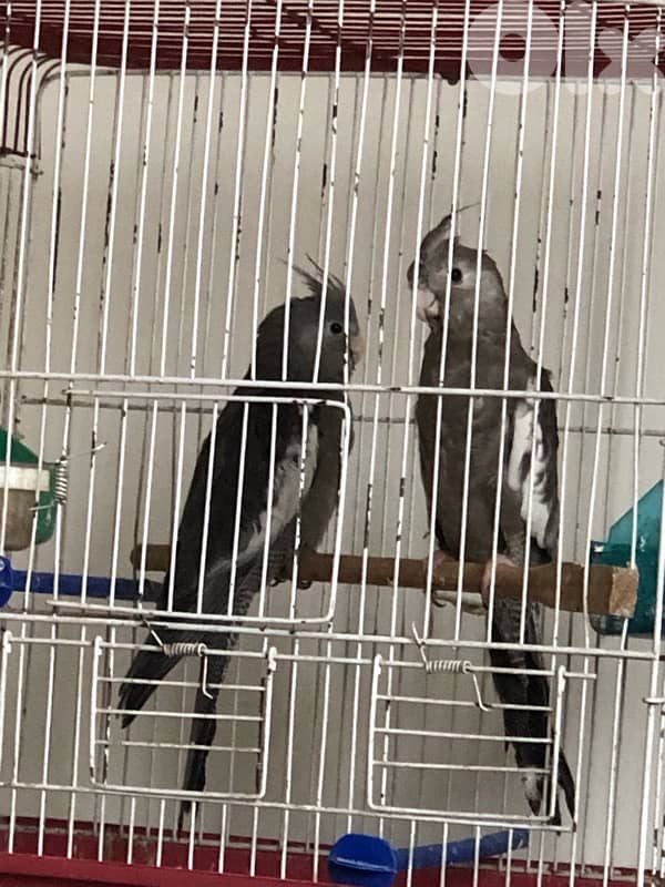 كروانات جوز وايت فيس مخاليف مفطومين وعاقلين كتير 2