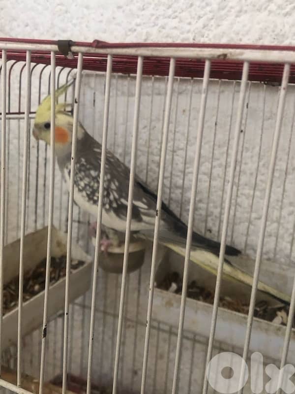 كروانات جوز وايت فيس مخاليف مفطومين وعاقلين كتير 3