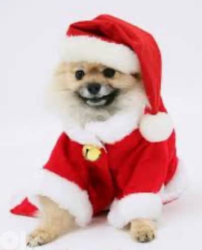 christmas outfit for all toy breeds under 10kgs