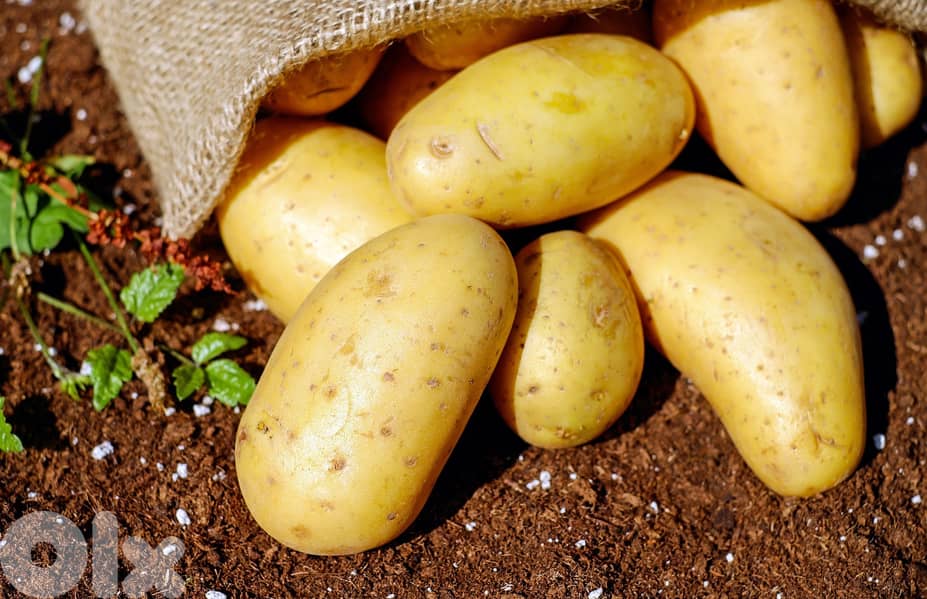 Quality  Potatoes 1