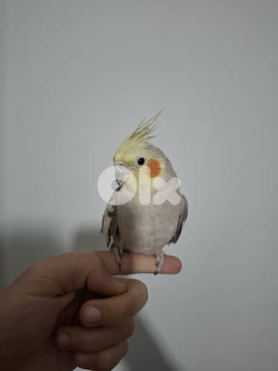 كروانات للبيع cockatiel 76 491 266