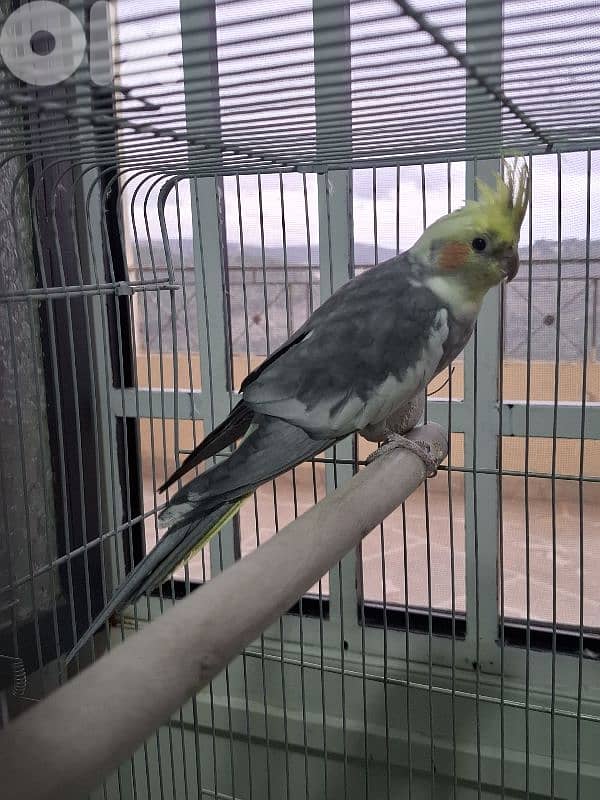 كروانات للبيع cockatiel 76 491 266 1