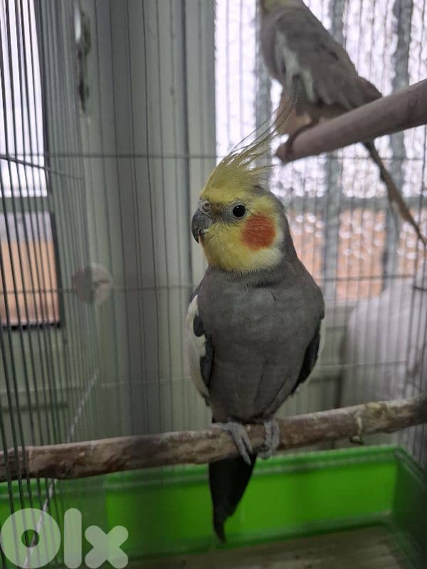 كروانات للبيع cockatiel 76 491 266 2