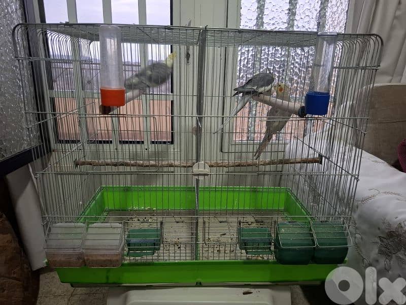 كروانات للبيع cockatiel 76 491 266 3