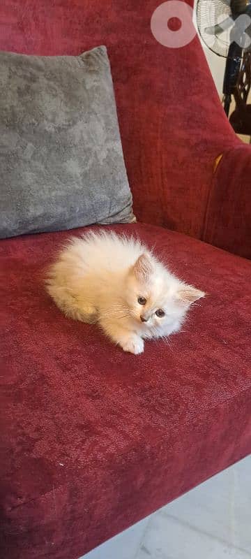 himalayen kitten