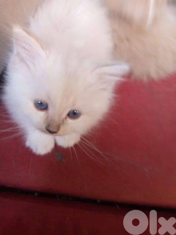 himalayen kitten 1