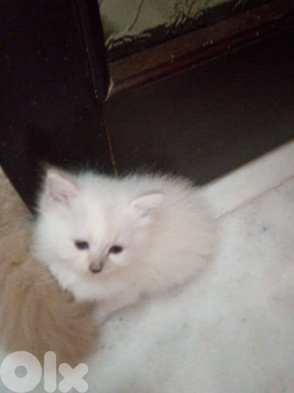 himalayen kitten 2
