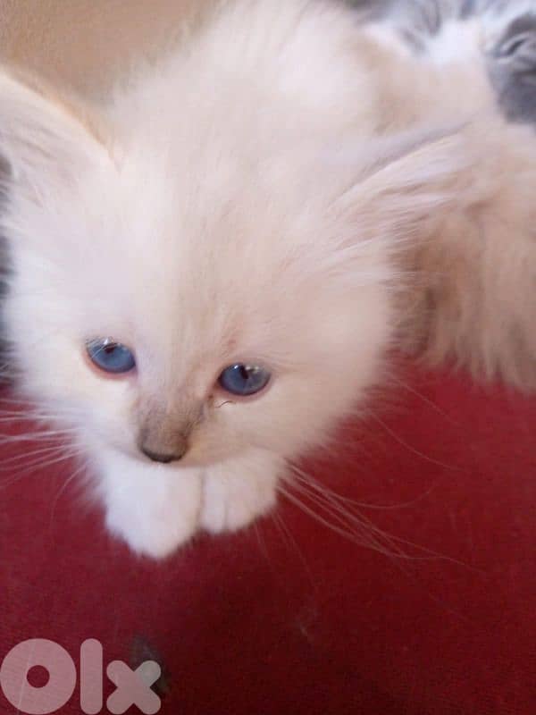 himalayen kitten 3