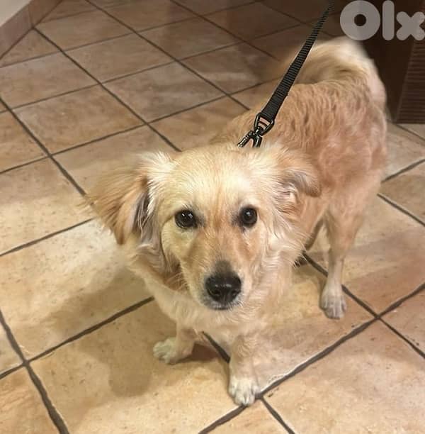 Our Beloved Puppy, Chandler 0