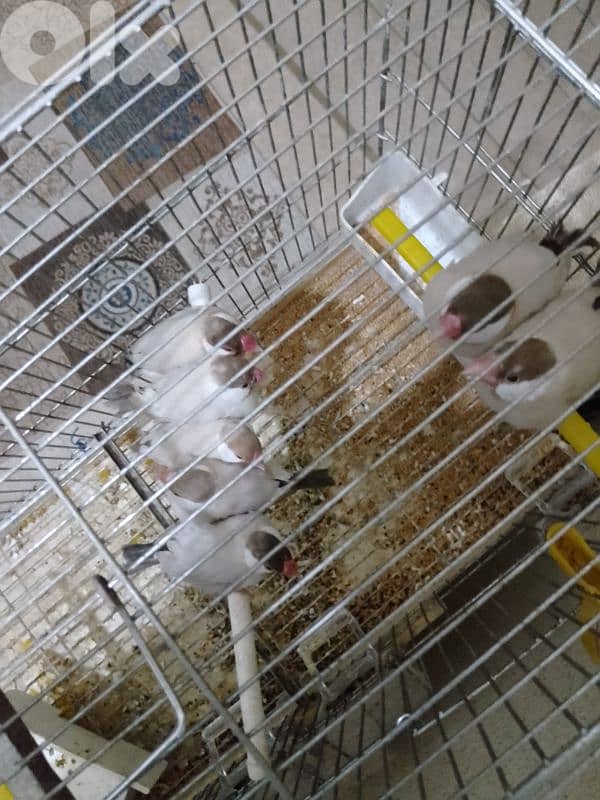 الرميلة الشوف 0