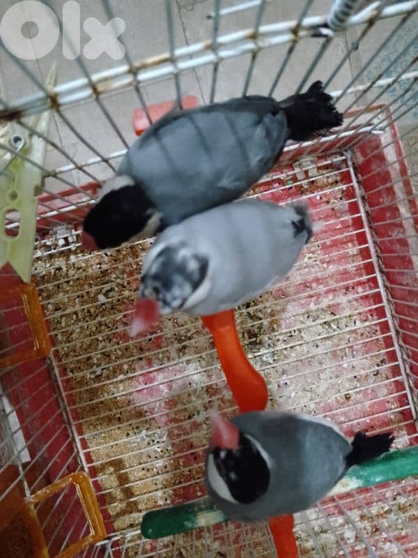 الرميلة الشوف 1