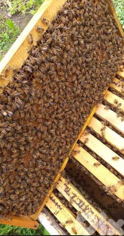نحل للبيع 0