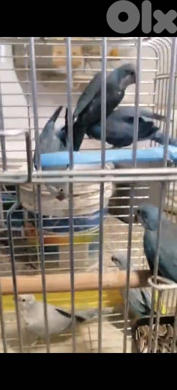 صور الجنوب 0