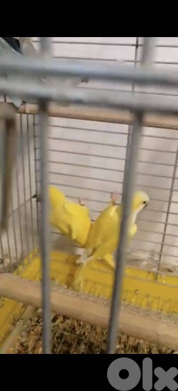 صور الجنوب 1