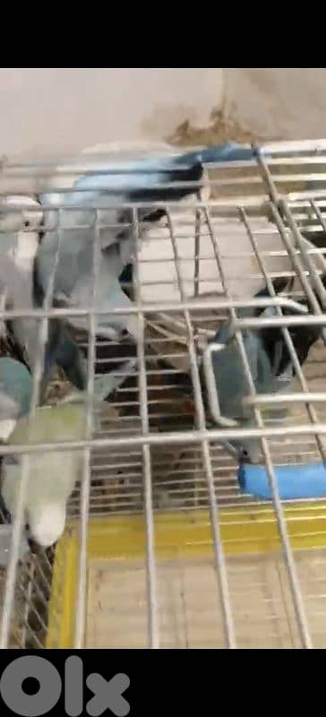 صور الجنوب 2