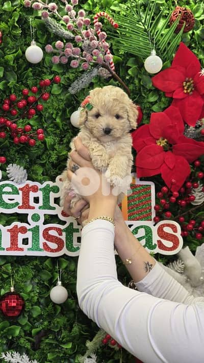 All Breed Puppies Available in store / Delivery/ dog كلاب