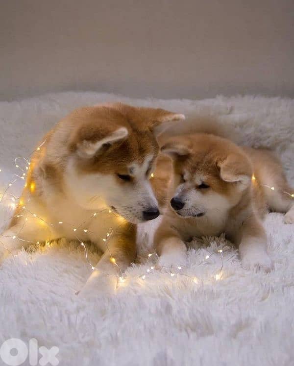 All Breed Puppies Available in store / Delivery/ dog كلاب 5