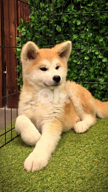 All Breed Puppies Available in store / Delivery/ dog كلاب 8