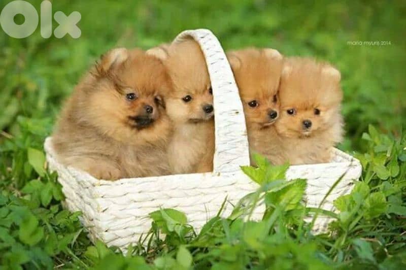 All Breed Puppies Available in store / Delivery/ dog كلاب 9