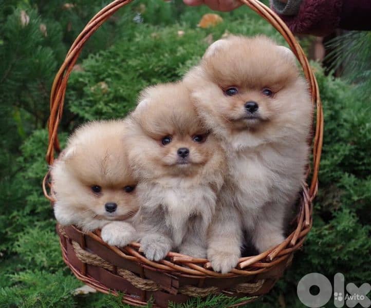 All Breed Puppies Available in store / Delivery/ dog كلاب 10