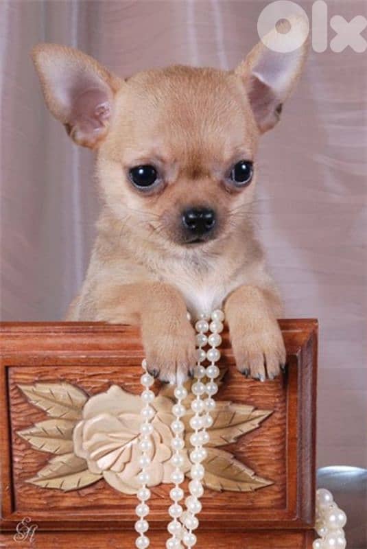 All Breed Puppies Available in store / Delivery/ dog كلاب 11