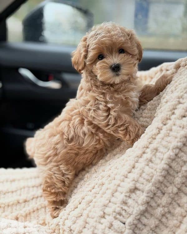 All Breed Puppies Available in store / Delivery/ dog كلاب 13