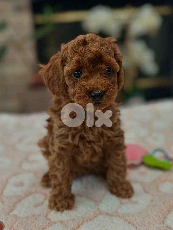 All Breed Puppies Available in store / Delivery/ dog كلاب 14